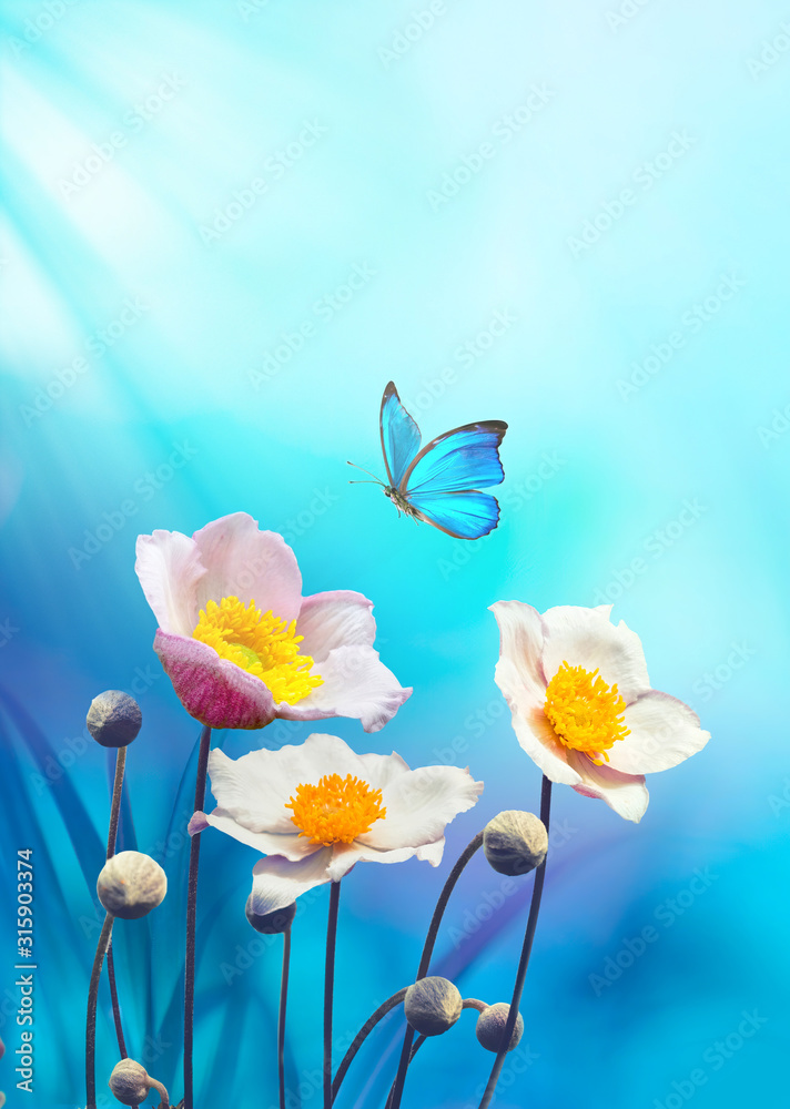 Obraz premium Beautiful pink flowers anemones fresh spring morning on nature and flying blue butterfly on soft blue background, macro. Amazing artistic elegant image of spring nature.