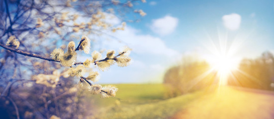 Defocused spring landscape. Beautiful nature with flowering willow branches and  rural road against blue sky and bright sunlight, soft focus. Ultra wide format.