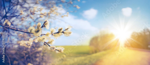 Defocused spring landscape. Beautiful nature with flowering willow branches and  rural road against blue sky and bright sunlight, soft focus. Ultra wide format.