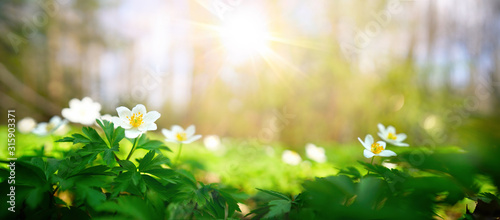 Beautiful white flowers of anemones in spring in a forest close-up in sunlight in nature. Spring forest landscape with flowering primroses. photo