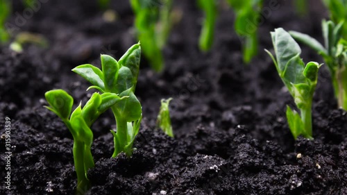 Growing plants in timelapse, sprouts germination newborn green plant agriculture