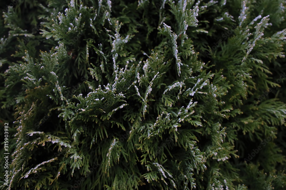 thuja tree branches with frozen parts