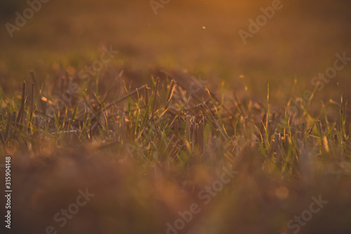 stubble in the field during sunset