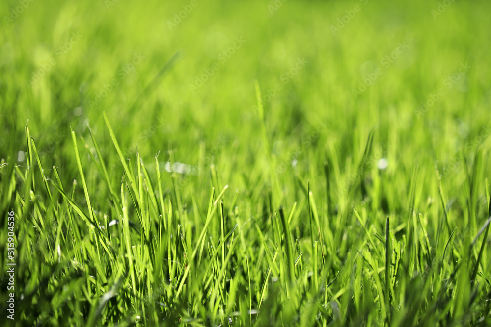 Green grass in sunlight, selective focus. Spring nature background, sunny meadow texture Green grass in sunlight, selective focus. Spring nature background, sunny meadow texture
