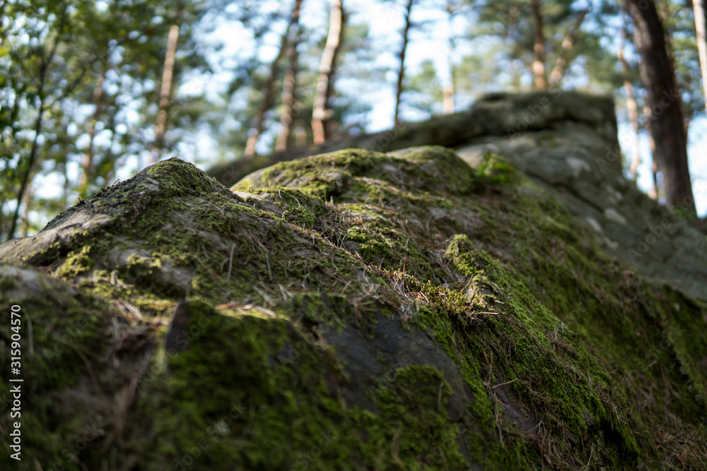 detail of moss covering sandstones detail of moss covering sandstones