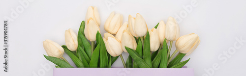 Top view of tulips in violet shopping bag isolated on white, panoramic shot