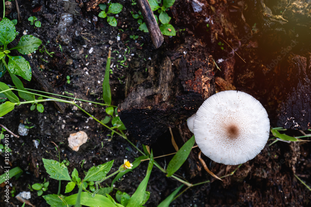 Top view Log white fungi, Lentinus squarrosulas Mont, mushroom grow on dead mango trees.