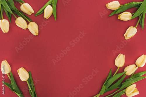 top view of tulips isolated on red with copy space