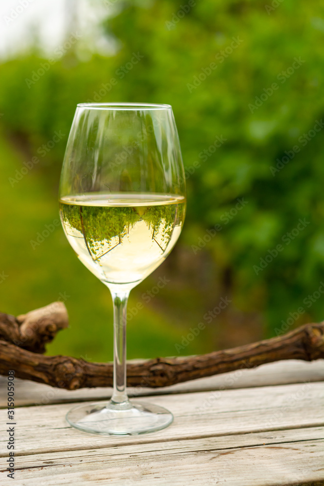 Tasting of white wine on Dutch vineyard in North Brabant Tasting of white wine on Dutch vineyard in North Brabant