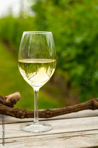 Tasting of white wine on Dutch vineyard in North Brabant