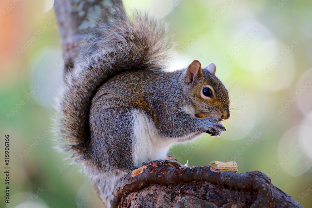 Obraz premium Grauhörnchen in Florida