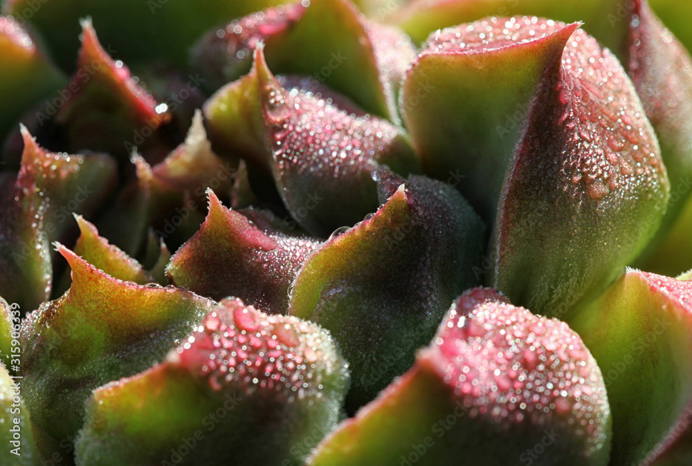 Bunte Sempervivum - Hauswurz Pflanze im Steingarten mit Tautropfen im Detail Bunte Sempervivum - Hauswurz Pflanze im Steingarten mit Tautropfen im Detail
