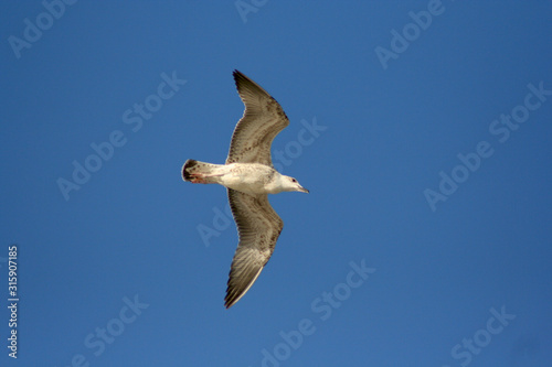 A seagull flying on blue sky