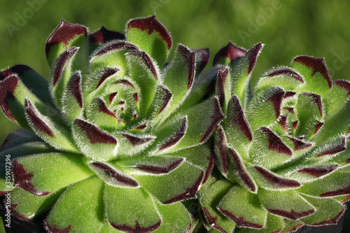 Grüne Sempervivum - Hauswurz Pflanze im Steingarten Detail