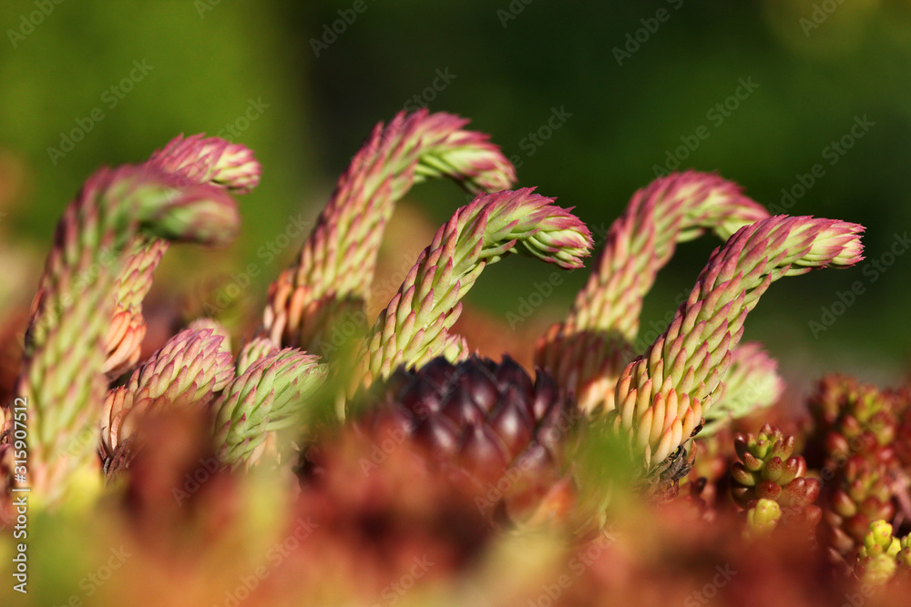 Sedum rupestre Pflanzen kommende Blüten stehen im Steingarten Sedum rupestre Pflanzen kommende Blüten stehen im Steingarten
