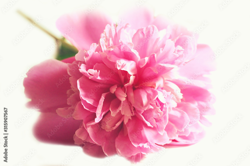 Peony pink. White background. Postcard. Congratulation. Letter. Petals. March 8. May flower.
