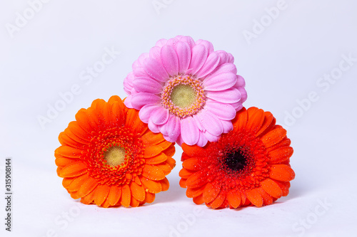 Pink  Orange and Red gerbera on a white background with water drops. Close-up  selective focus  isolate.