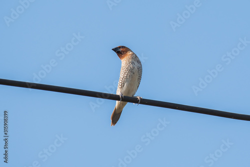 Bird on electric wire look like boomerang. photo