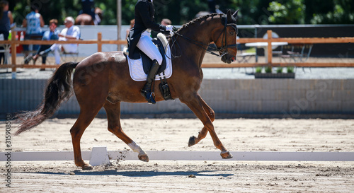 Horse dressage with rider in a "heavy class" at a dressage tournament, photographed in the Gait Gallop at the highest point of the movement.. © RD-Fotografie