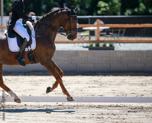 Horse dressage with rider in a "heavy class" at a dressage tournament, photographed in the gait gallop at the highest point of the movement, close-up area head rider foreleg, right space for text..