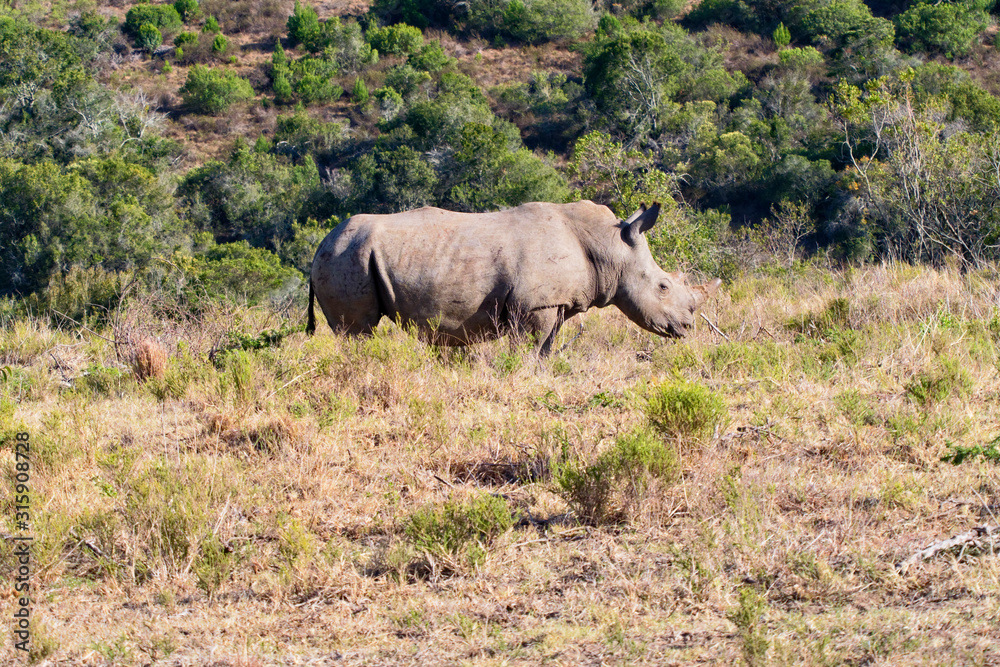 Naklejka premium African Black Rhinocerous standing in the african bush
