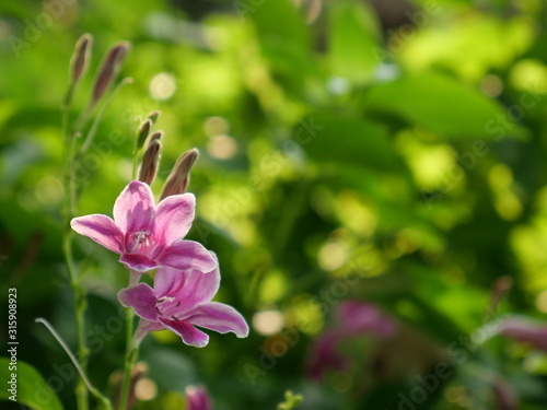 Beautiful pink flowers of Ganges Primrose on blurred background of leaves. Ganges River Asystacia, Chinese violet, Coromandel, Creeping foxglove, Baya, Yaya, Indian Asystacia, Asystasia.