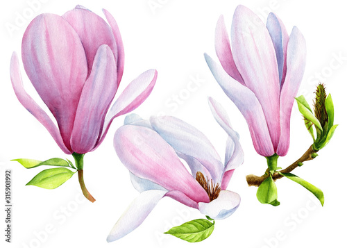 Set of magnolias flowers, isolated transparent background, watercolor illustration, hand drawing, spring botanical painting.