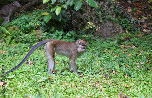 monkey on green grass in a national park in the philippines