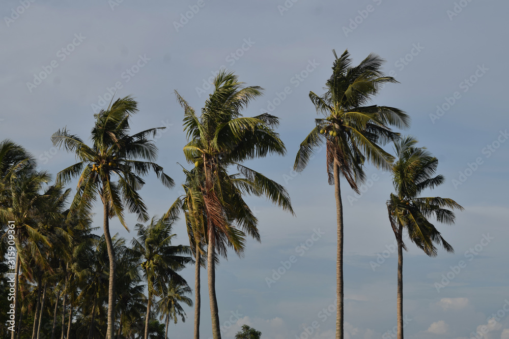 coconut tree coconut tree