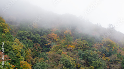霧に透ける紅葉の山