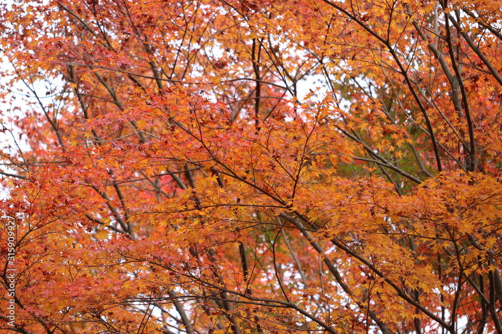 日本　紅葉　絶景