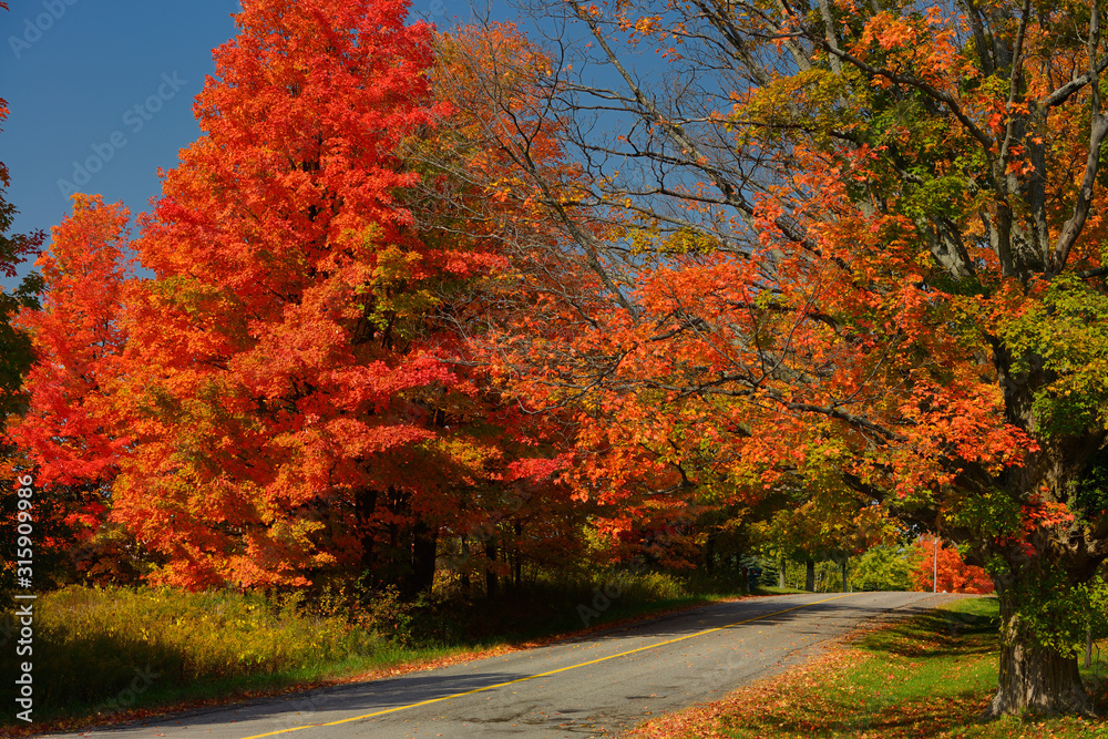 Red Maple trees on Heart Lake Road Ontario in the Fall