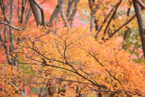 日本 紅葉 絶景