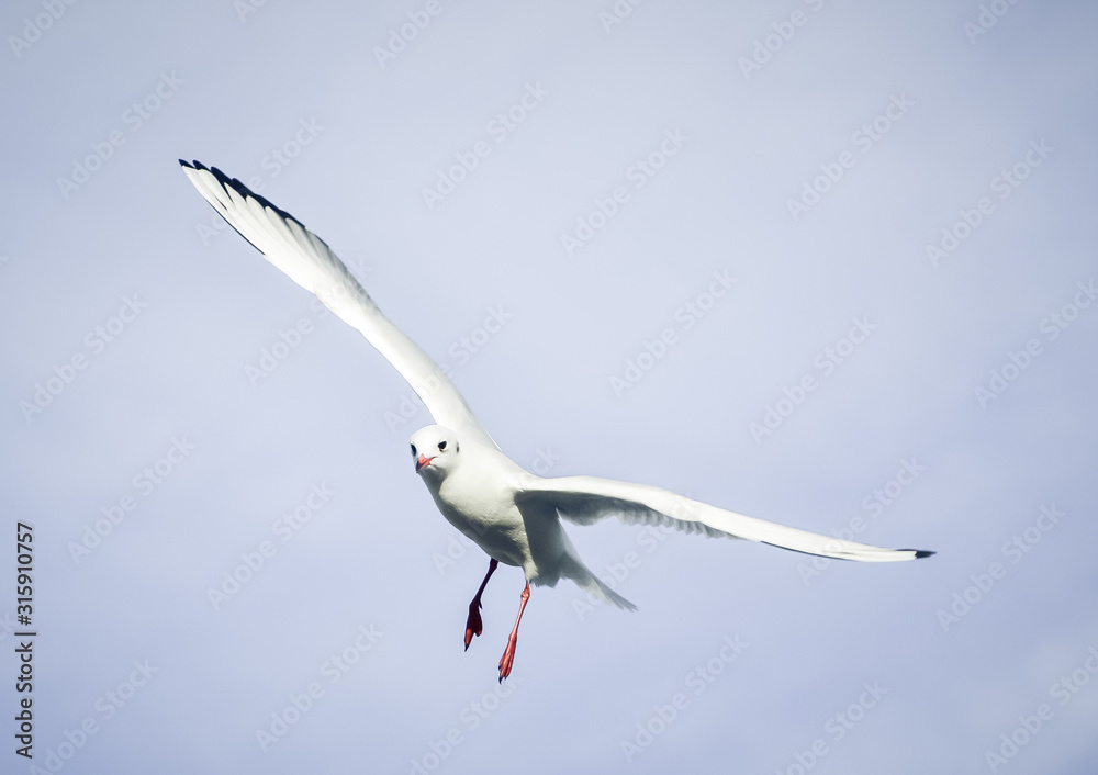 Flying bird - a single seagull with wings wide spread against pale blue sky Flying bird - a single seagull with wings wide spread against pale blue sky