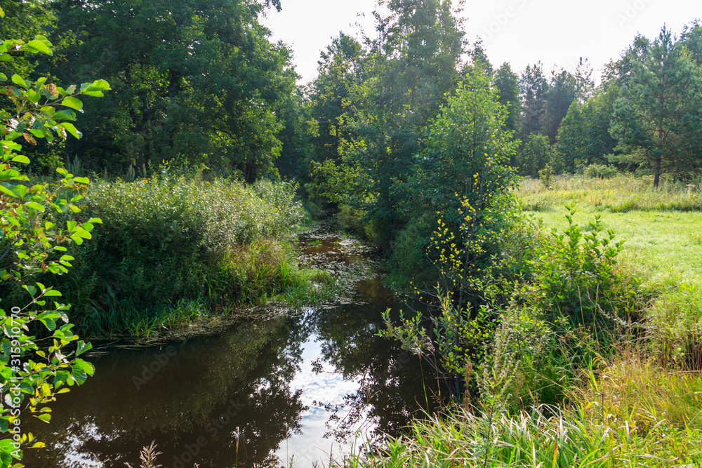 Small river in a green forest