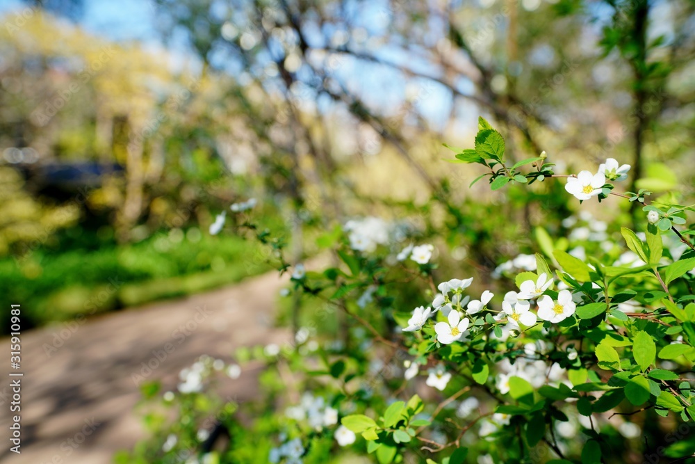 Fototapeta premium ユキヤナギの花