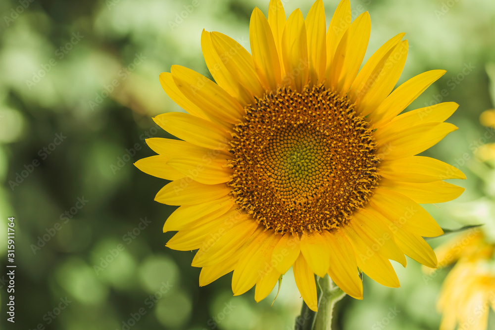 Sunflower blooming flower close up Sunflower blooming flower close up