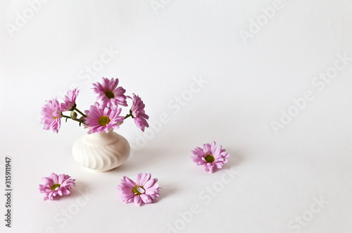 Vase with pink chrysanthemums on a white background. Beautiful congratulations on the occasion of March 8, Valentine's Day, Mother's Day or Happy Birthday. Place for text, greeting card