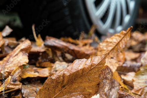 Fallen wet autumn leaves with selective focus in the front and car wheel in the blurred background seen from low angle