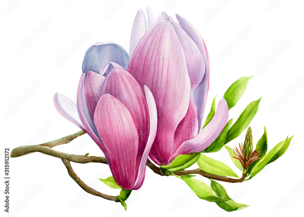 Fototapeta premium flowering magnolia branch on isolated transparent background, watercolor illustration, hand drawing, botanical painting, beautifull tropical flora