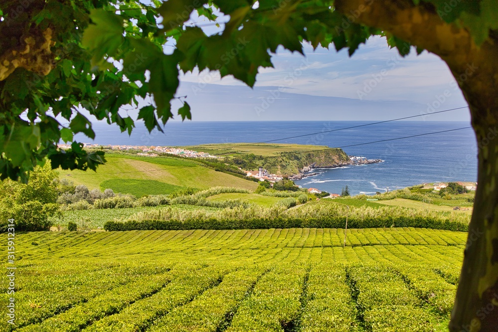 plantación té Azores plantación té Azores