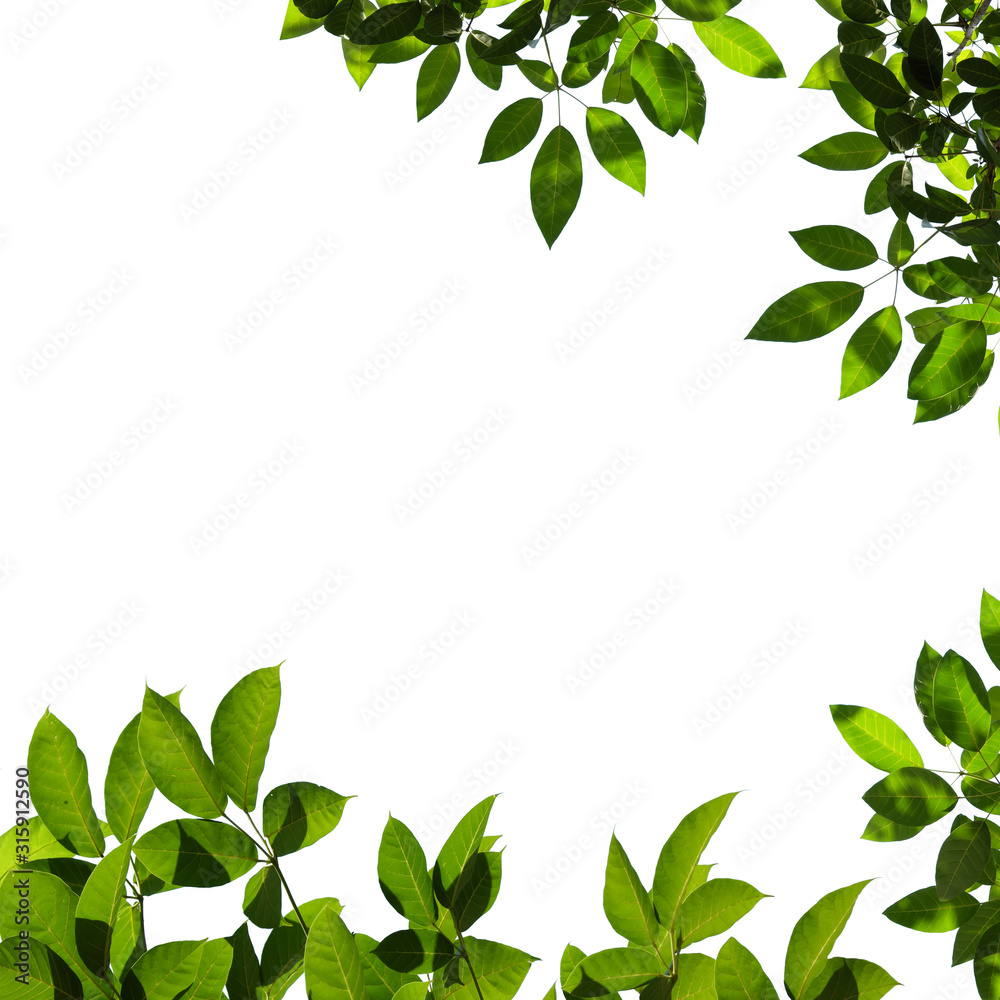 green tree branch frame isolated green tree branch frame isolated