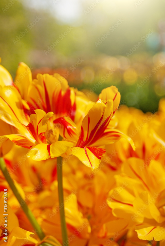 View at beautiful Keukenhof park flower lawns under blue sky during annual exhibition View at beautiful Keukenhof park flower lawns under blue sky during annual exhibition