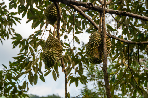 Durian - king of tropical fruit, on a tree branch in the orchard. Fresh durian on a tree in gardening system. Durian plantation. Durian can grow in suitable conditions. Special and useful plant. © Volodymyr