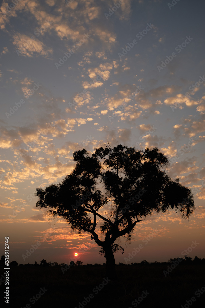tree against sunset clouds and sky background
