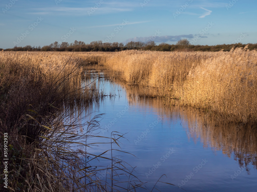 Reed bed and wetland habitat at Far Ings Nature Reserve, North Lincolnshire, England Reed bed and wetland habitat at Far Ings Nature Reserve, North Lincolnshire, England