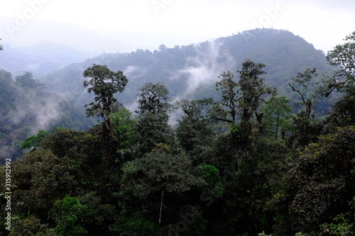 Jungle in the subtropical rainforest in mashpi Ecuador photo