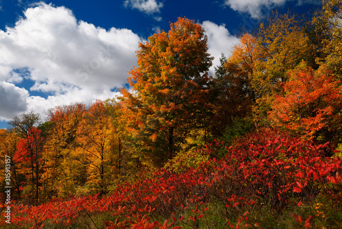 Red Sumac at edge of forest with orange colors of Fall leaves with blue sky and white clouds © Reimar