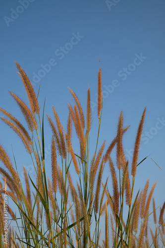 wild grass flowers closeup against clear blue sky background