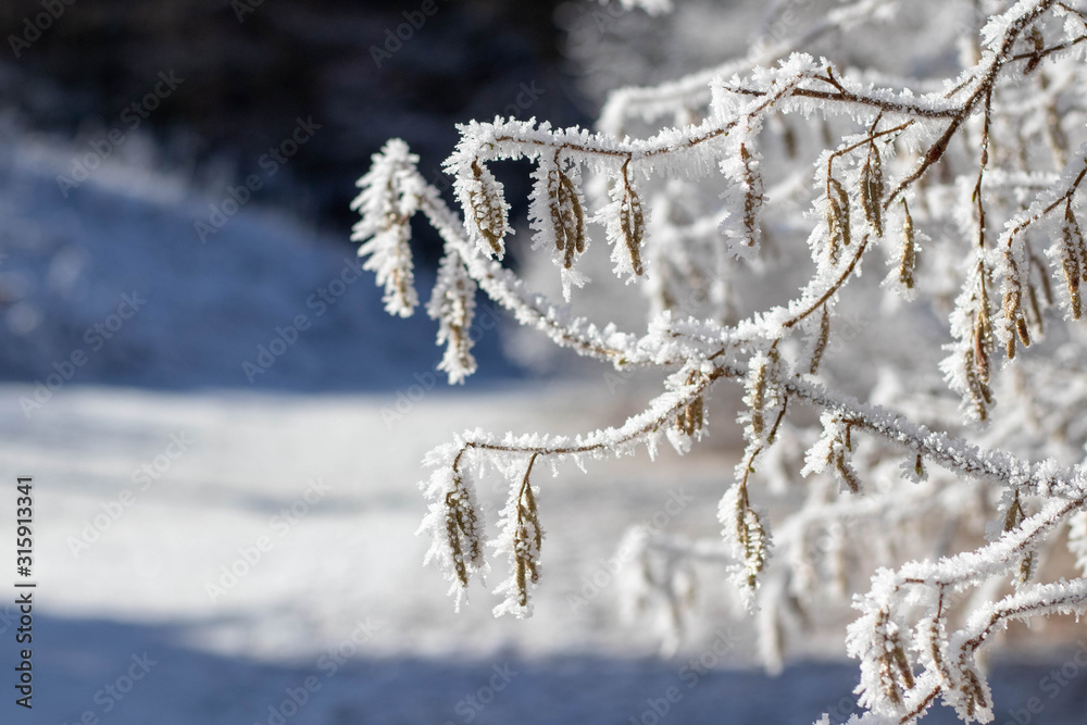 Winter Frosty Branch Snow Background